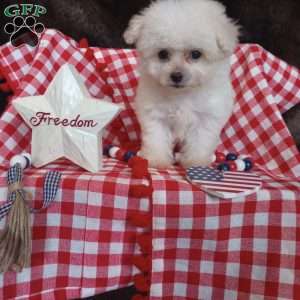Callie, Bichon Frise Puppy
